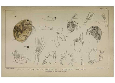 Reproducción/Reproduction 49690772838: The natural history of the British Entomostraca.. London,The Ray society,1850.. 