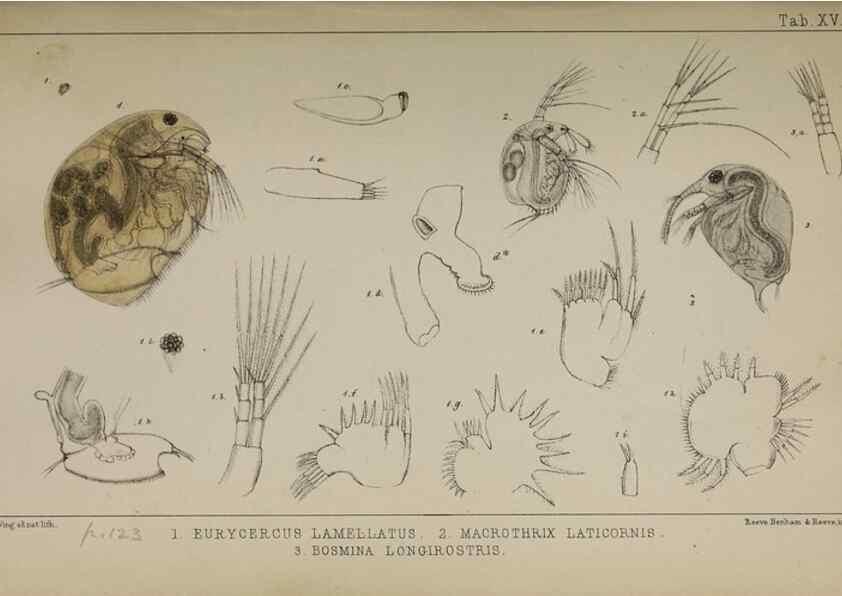 Reproducción/Reproduction 49690772838: The natural history of the British Entomostraca.. London,The Ray society,1850.. 