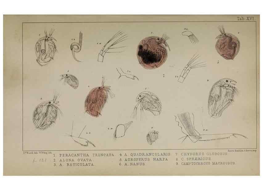 Reproducción/Reproduction 49691308376: The natural history of the British Entomostraca.. London,The Ray society,1850.. 