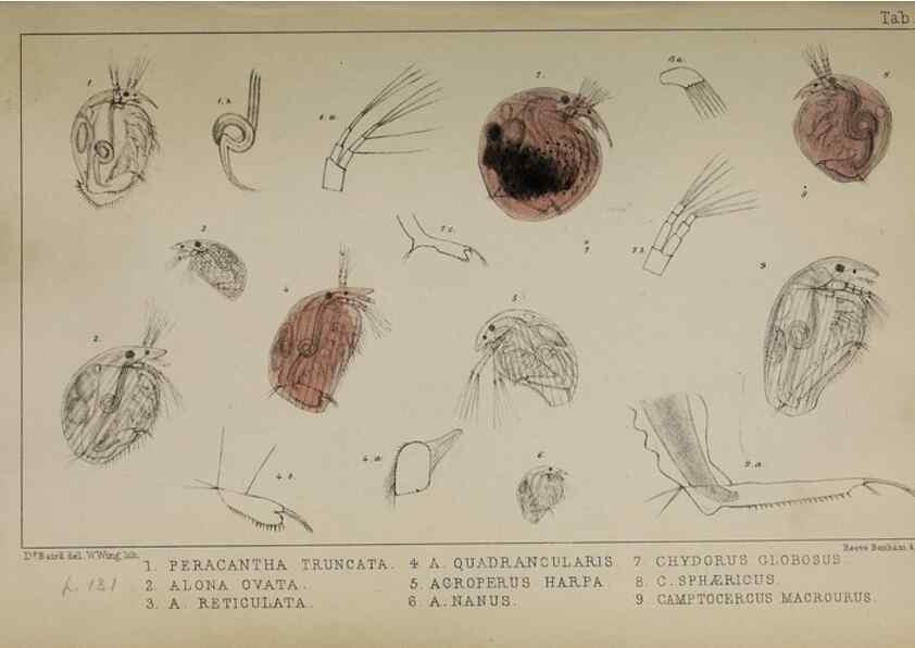 Reproducción/Reproduction 49691308376: The natural history of the British Entomostraca.. London,The Ray society,1850.. 