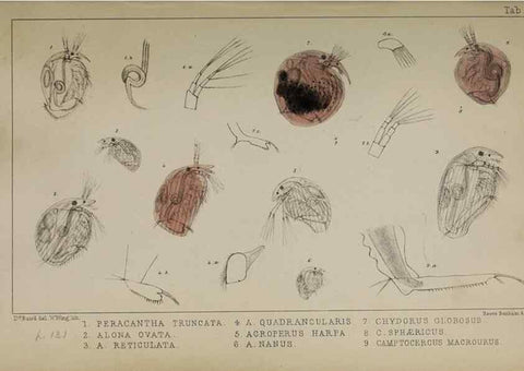 Reproducción/Reproduction 49691308376: The natural history of the British Entomostraca.. London,The Ray society,1850.. 