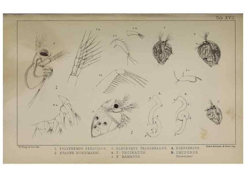 Reproducción/Reproduction 49691308641: The natural history of the British Entomostraca.. London,The Ray society,1850.. 