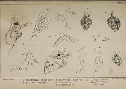 Reproducción/Reproduction 49691308641: The natural history of the British Entomostraca.. London,The Ray society,1850.. 