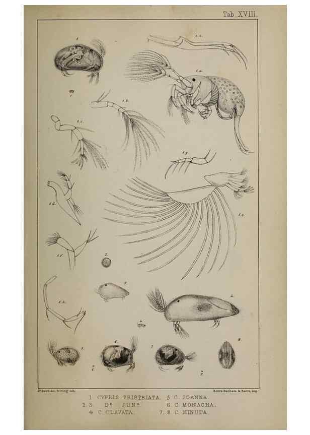 Reproducción/Reproduction 49690773518: The natural history of the British Entomostraca.. London,The Ray society,1850.. 