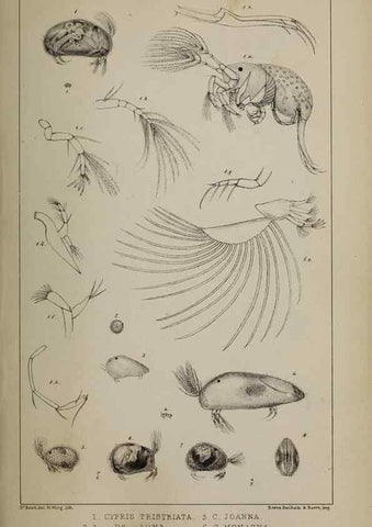 Reproducción/Reproduction 49690773518: The natural history of the British Entomostraca.. London,The Ray society,1850.. 