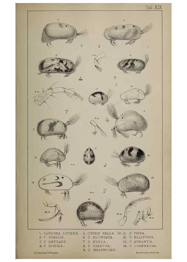 Reproducción/Reproduction 49691309161: The natural history of the British Entomostraca.. London,The Ray society,1850.. 