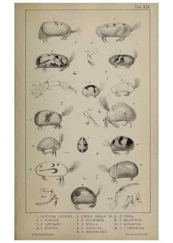 Reproducción/Reproduction 49691309161: The natural history of the British Entomostraca.. London,The Ray society,1850.. 