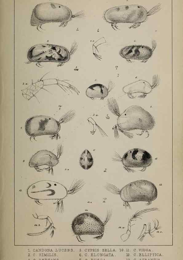 Reproducción/Reproduction 49691309161: The natural history of the British Entomostraca.. London,The Ray society,1850.. 