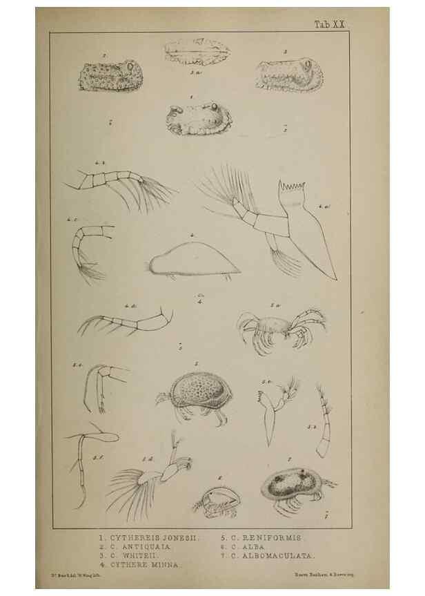 Reproducción/Reproduction 49691309456: The natural history of the British Entomostraca.. London,The Ray society,1850.. 