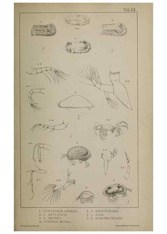 Reproducción/Reproduction 49691309456: The natural history of the British Entomostraca.. London,The Ray society,1850.. 
