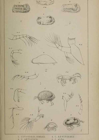 Reproducción/Reproduction 49691309456: The natural history of the British Entomostraca.. London,The Ray society,1850.. 