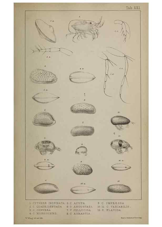 Reproducción/Reproduction 49691309771: The natural history of the British Entomostraca.. London,The Ray society,1850.. 