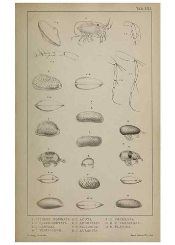 Reproducción/Reproduction 49691309771: The natural history of the British Entomostraca.. London,The Ray society,1850.. 