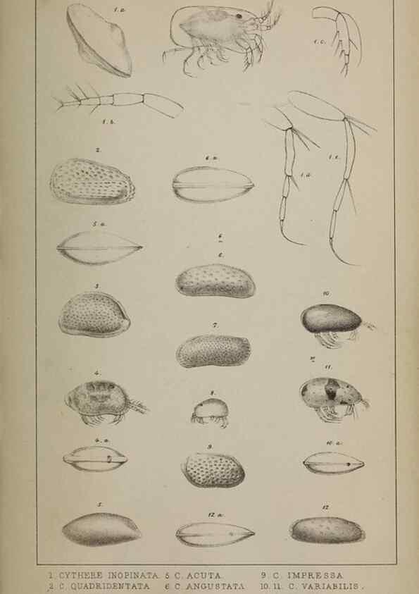 Reproducción/Reproduction 49691309771: The natural history of the British Entomostraca.. London,The Ray society,1850.. 