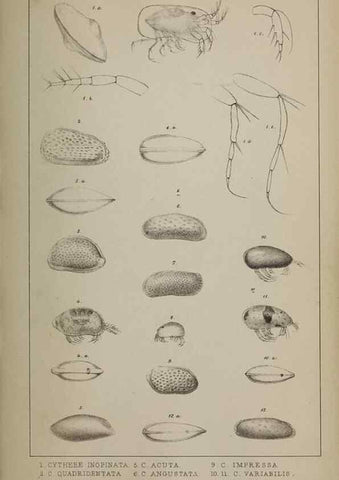 Reproducción/Reproduction 49691309771: The natural history of the British Entomostraca.. London,The Ray society,1850.. 