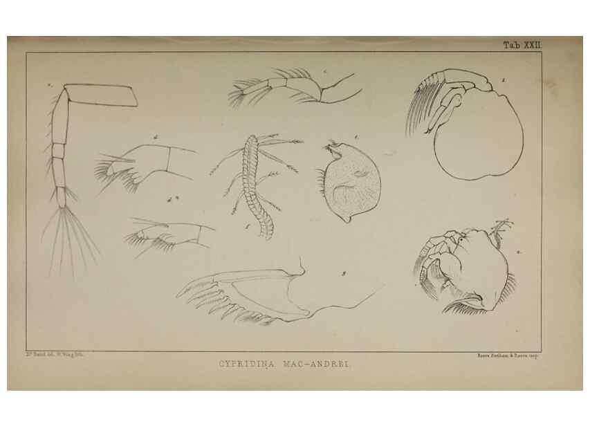 Reproducción/Reproduction 49691618452: The natural history of the British Entomostraca.. London,The Ray society,1850.. 
