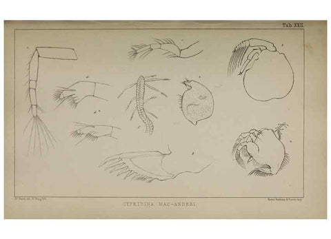 Reproducción/Reproduction 49691618452: The natural history of the British Entomostraca.. London,The Ray society,1850.. 