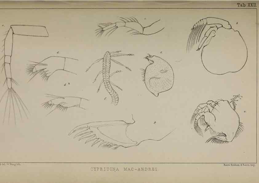 Reproducción/Reproduction 49691618452: The natural history of the British Entomostraca.. London,The Ray society,1850.. 