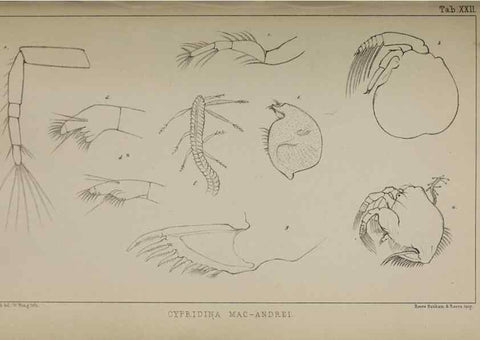 Reproducción/Reproduction 49691618452: The natural history of the British Entomostraca.. London,The Ray society,1850.. 