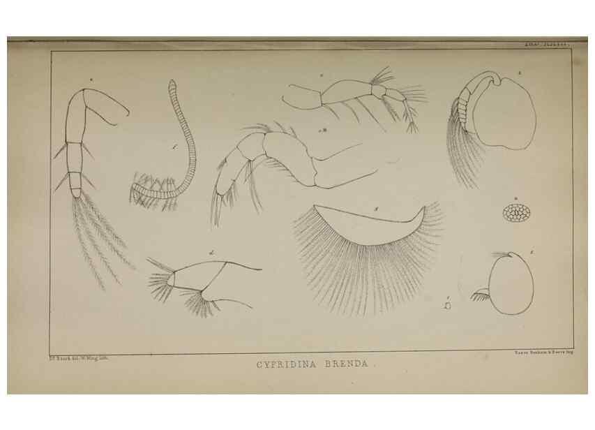 Reproducción/Reproduction 49691618652: The natural history of the British Entomostraca.. London,The Ray society,1850.. 