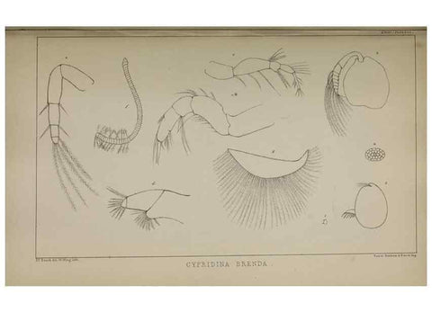 Reproducción/Reproduction 49691618652: The natural history of the British Entomostraca.. London,The Ray society,1850.. 
