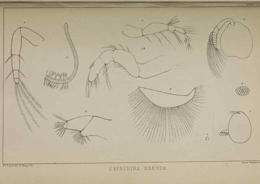 Reproducción/Reproduction 49691618652: The natural history of the British Entomostraca.. London,The Ray society,1850.. 