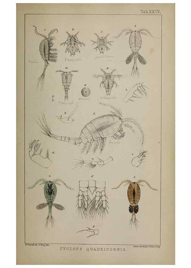 Reproducción/Reproduction 49691310486: The natural history of the British Entomostraca.. London,The Ray society,1850.. 
