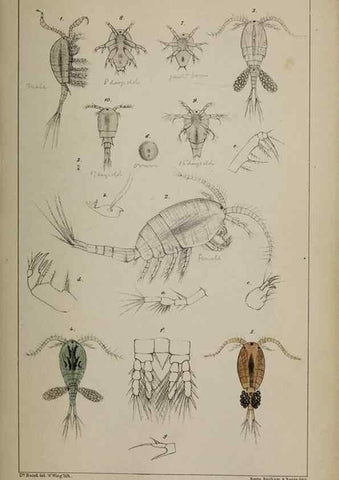 Reproducción/Reproduction 49691310486: The natural history of the British Entomostraca.. London,The Ray society,1850.. 