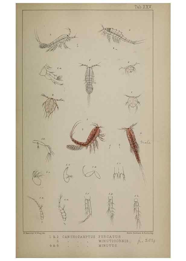 Reproducción/Reproduction 49691310691: The natural history of the British Entomostraca.. London,The Ray society,1850.. 