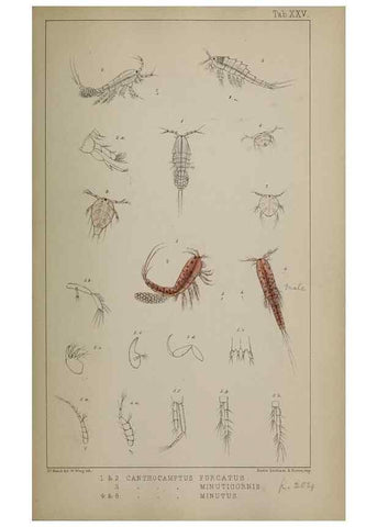 Reproducción/Reproduction 49691310691: The natural history of the British Entomostraca.. London,The Ray society,1850.. 