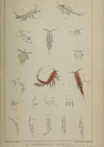 Reproducción/Reproduction 49691310691: The natural history of the British Entomostraca.. London,The Ray society,1850.. 