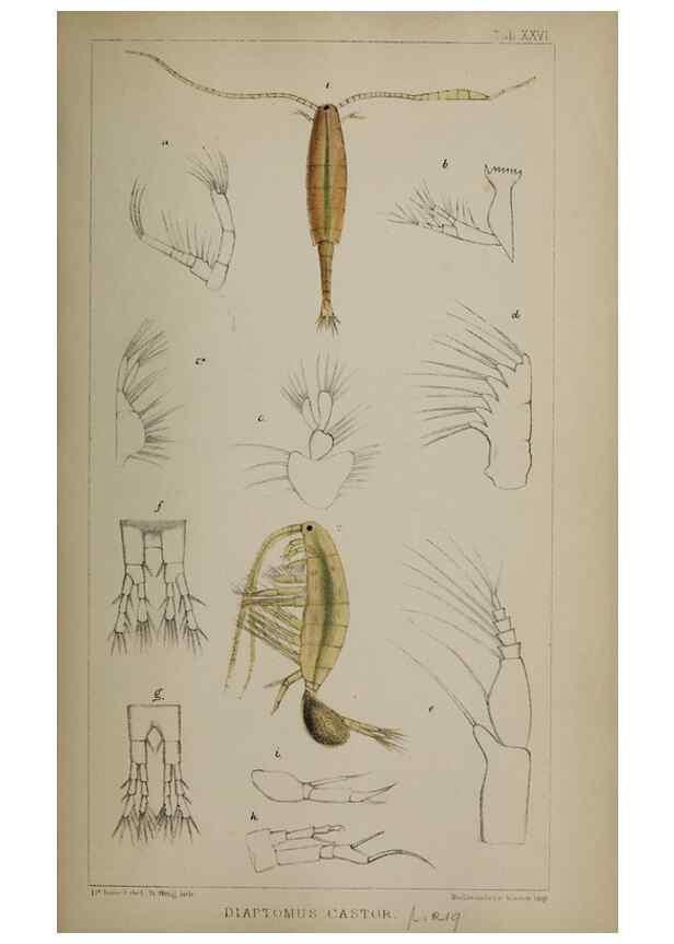 Reproducción/Reproduction 49691310966: The natural history of the British Entomostraca.. London,The Ray society,1850.. 