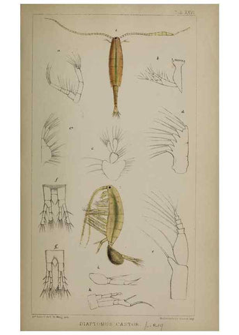 Reproducción/Reproduction 49691310966: The natural history of the British Entomostraca.. London,The Ray society,1850.. 