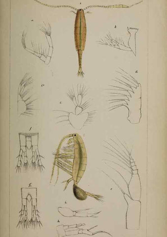 Reproducción/Reproduction 49691310966: The natural history of the British Entomostraca.. London,The Ray society,1850.. 
