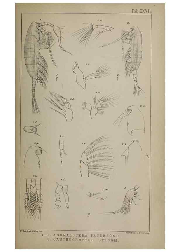 Reproducción/Reproduction 49691311211: The natural history of the British Entomostraca.. London,The Ray society,1850.. 