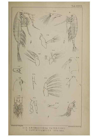 Reproducción/Reproduction 49691311211: The natural history of the British Entomostraca.. London,The Ray society,1850.. 