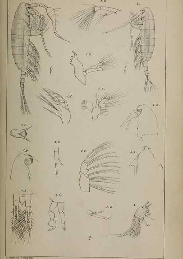 Reproducción/Reproduction 49691311211: The natural history of the British Entomostraca.. London,The Ray society,1850.. 
