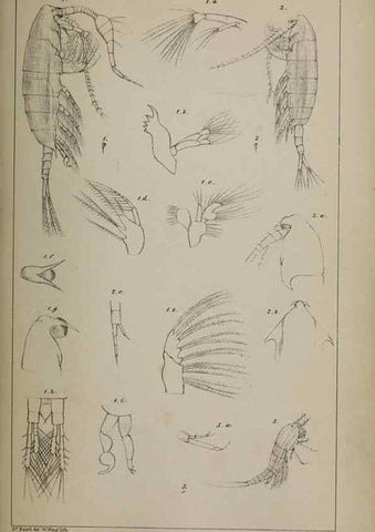 Reproducción/Reproduction 49691311211: The natural history of the British Entomostraca.. London,The Ray society,1850.. 