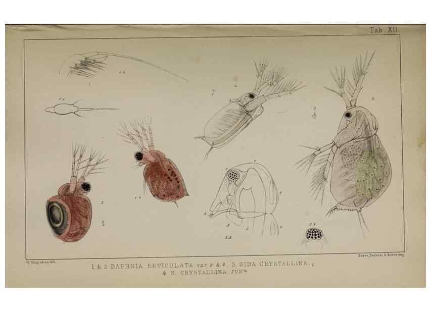 Reproducción/Reproduction 49690772193: The natural history of the British Entomostraca.. London,The Ray society,1850.. 