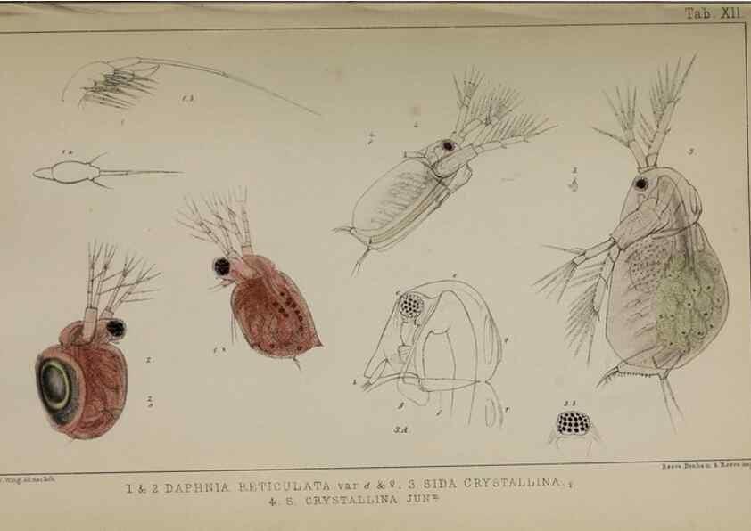 Reproducción/Reproduction 49690772193: The natural history of the British Entomostraca.. London,The Ray society,1850.. 
