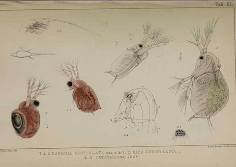 Reproducción/Reproduction 49690772193: The natural history of the British Entomostraca.. London,The Ray society,1850.. 