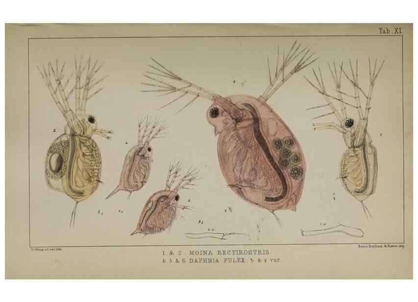Reproducción/Reproduction 49690771993: The natural history of the British Entomostraca.. London,The Ray society,1850.. 