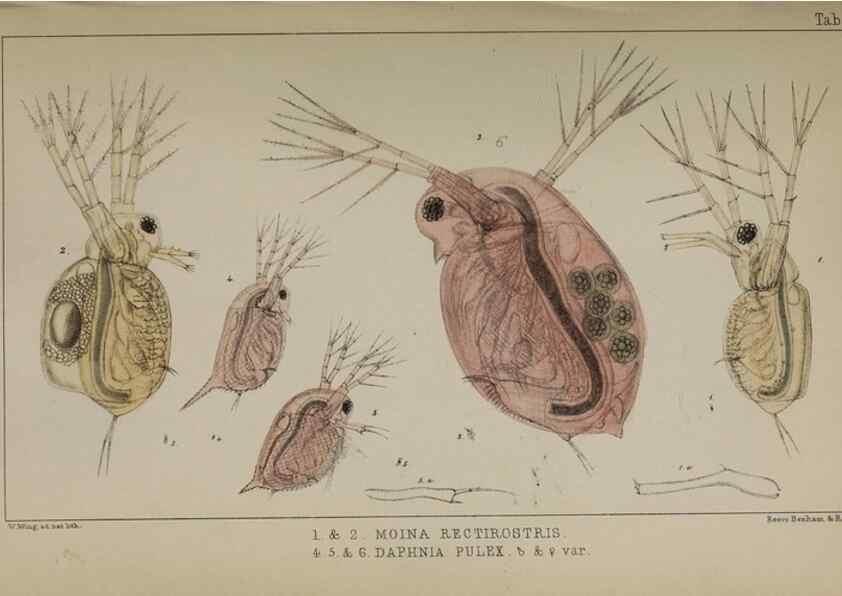 Reproducción/Reproduction 49690771993: The natural history of the British Entomostraca.. London,The Ray society,1850.. 