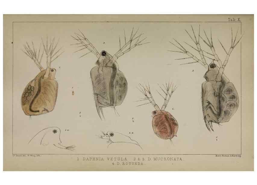 Reproducción/Reproduction 49690771813: The natural history of the British Entomostraca.. London,The Ray society,1850.. 