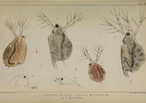 Reproducción/Reproduction 49690771813: The natural history of the British Entomostraca.. London,The Ray society,1850.. 