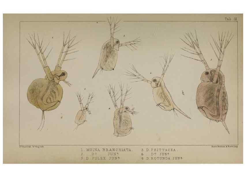 Reproducción/Reproduction 49691615872: The natural history of the British Entomostraca.. London,The Ray society,1850.. 