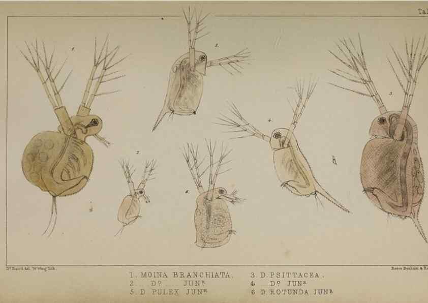 Reproducción/Reproduction 49691615872: The natural history of the British Entomostraca.. London,The Ray society,1850.. 
