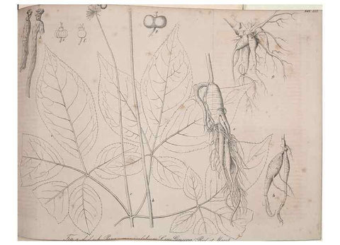 Reproducción/Reproduction 49691299951: Gartenflora.. Erlangen :F. Enke,1852-1940.. 