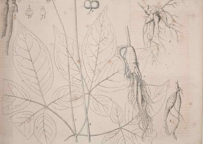 Reproducción/Reproduction 49691299951: Gartenflora.. Erlangen :F. Enke,1852-1940.. 