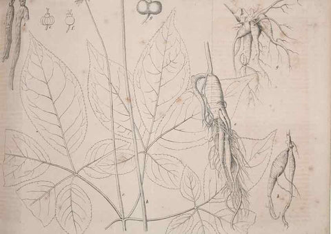 Reproducción/Reproduction 49691299951: Gartenflora.. Erlangen :F. Enke,1852-1940.. 